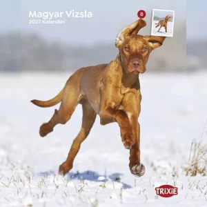 TRIXIE Magyar Vizsla-Kalender 2027 – 12 Monatsmotive