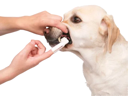 TRIXIE Zahnpflege-Set für Hunde - Image 2