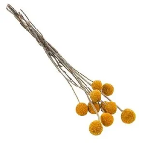 Trockenblumenbund Trommelschlägel | Dehner