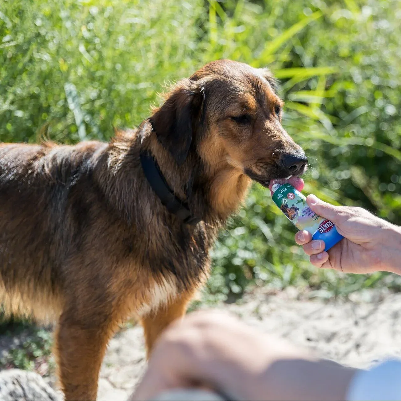 Veggiecreme für Hunde - Image 2