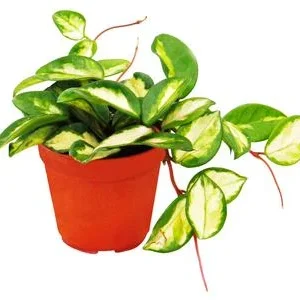 Wachsblume - Hoya carnosa 'Tricolor' | Dehner