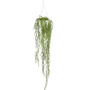Wachsblume - Hoya linearis, Ampel | Dehner