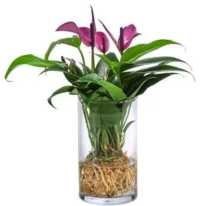 Waterplant Flamingoblume im Glas - Anthurium | Dehner