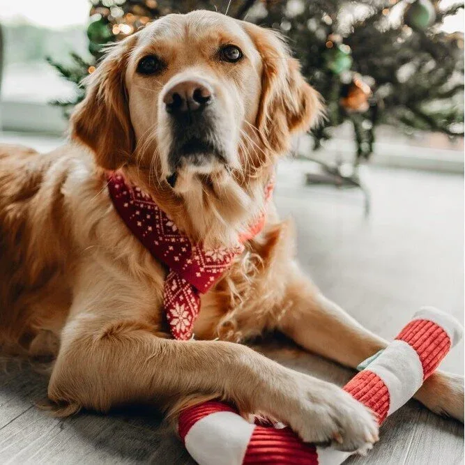 Weihnachts Halsschmuck für Hunde - Image 2