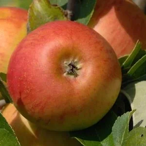 Winterapfel 'Cox Orange' | Dehner