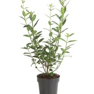 Wintergrüner Liguster 'Atrovirens' | Dehner