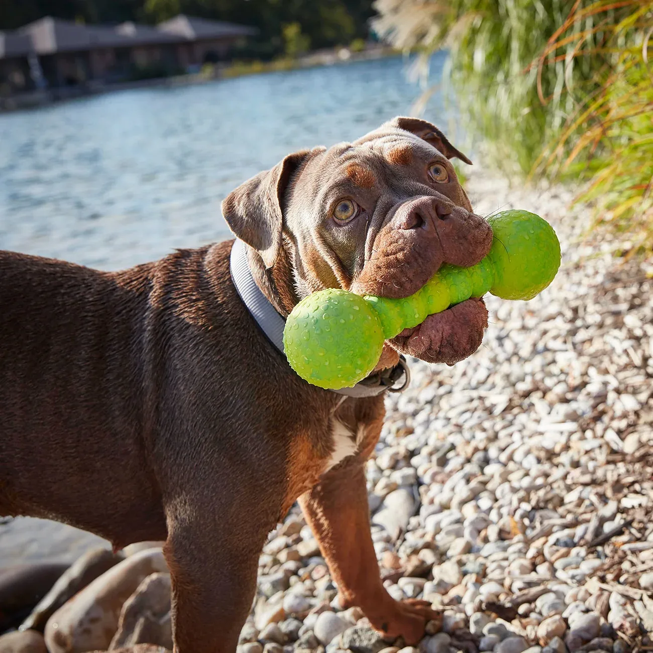 Wolters Aqua-Fun Gym Hundespielzeug - Image 2