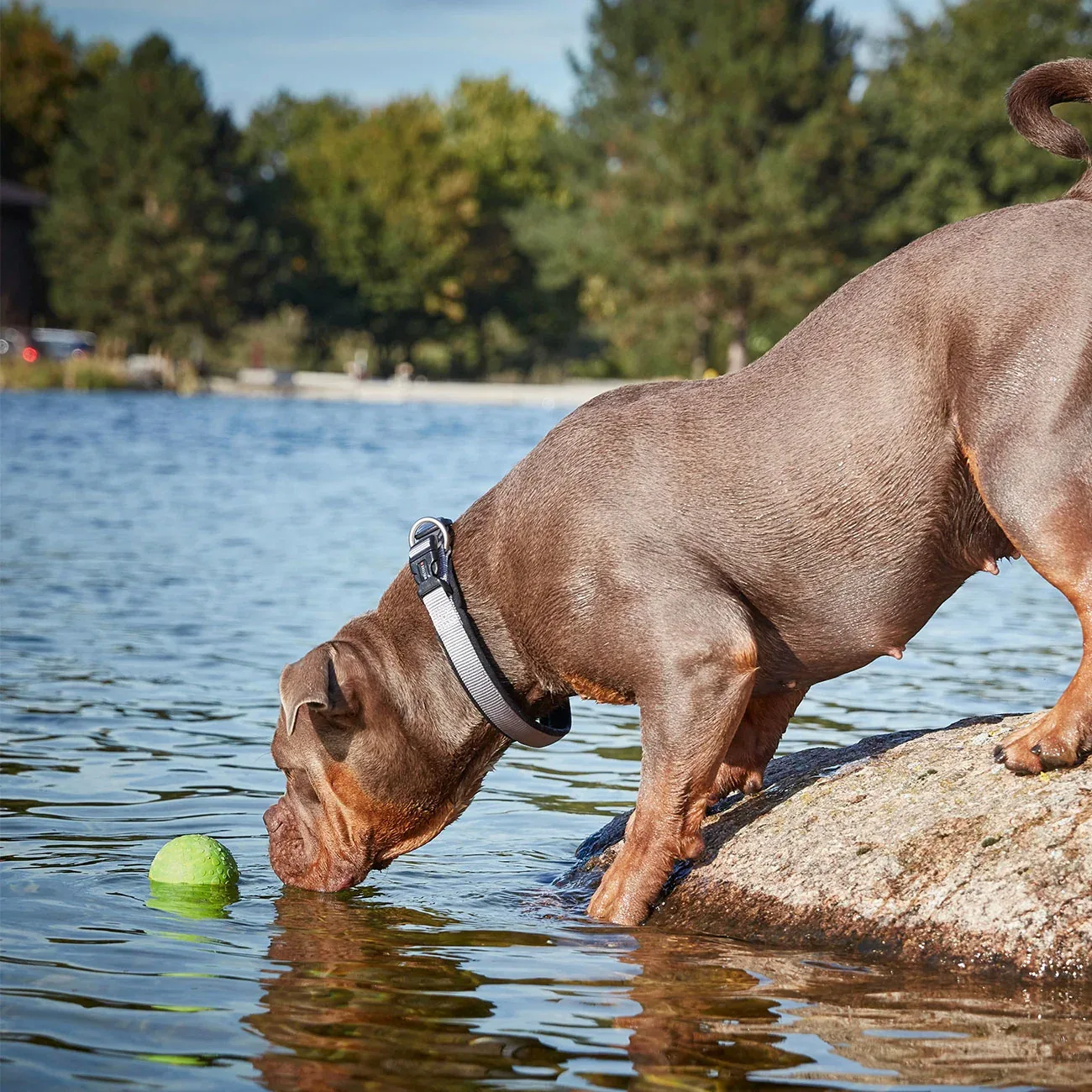 Wolters Aqua-Fun Wasserball Hundespielzeug - Image 2
