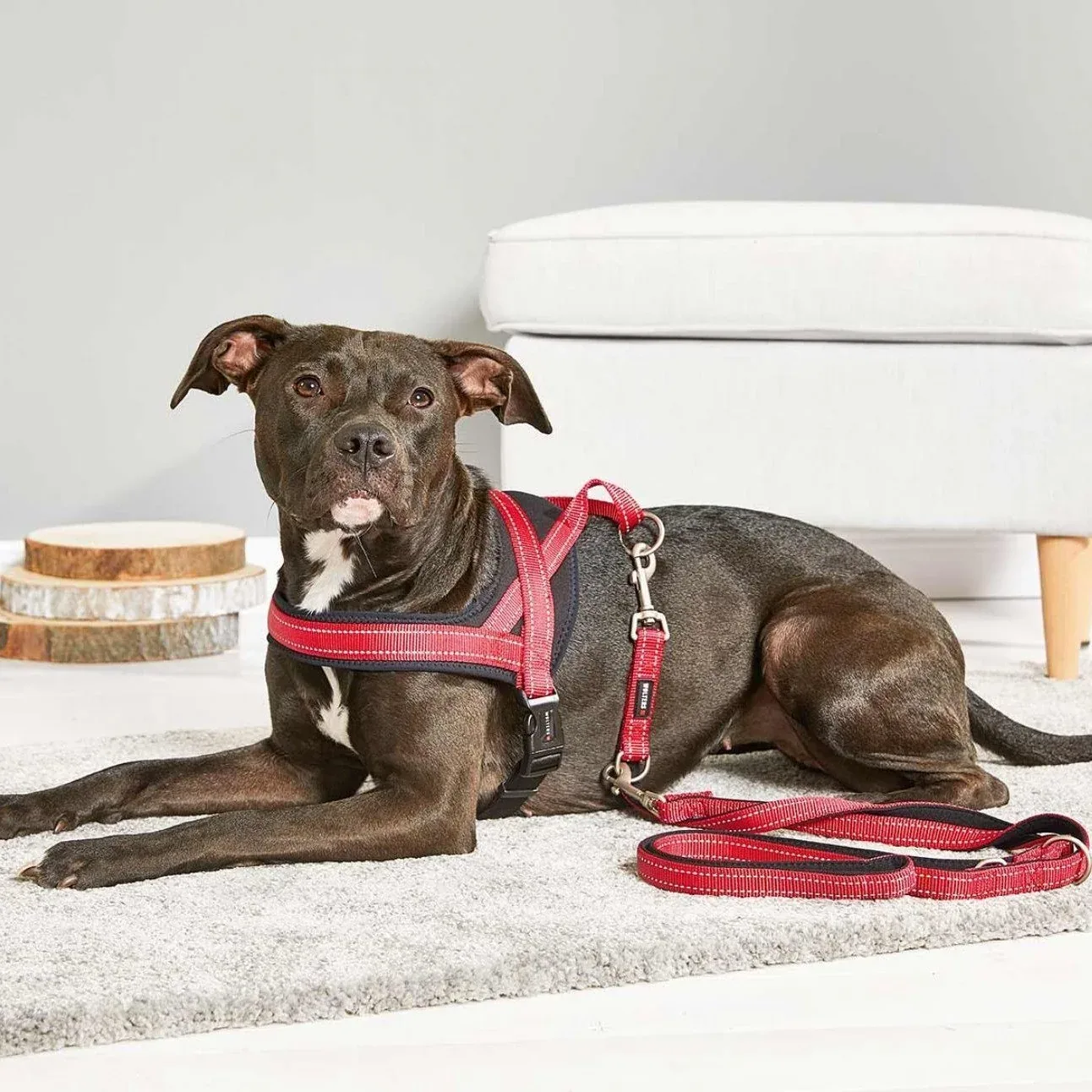 Wolters Hundegeschirr Soft & Safe reflektierend - Image 2