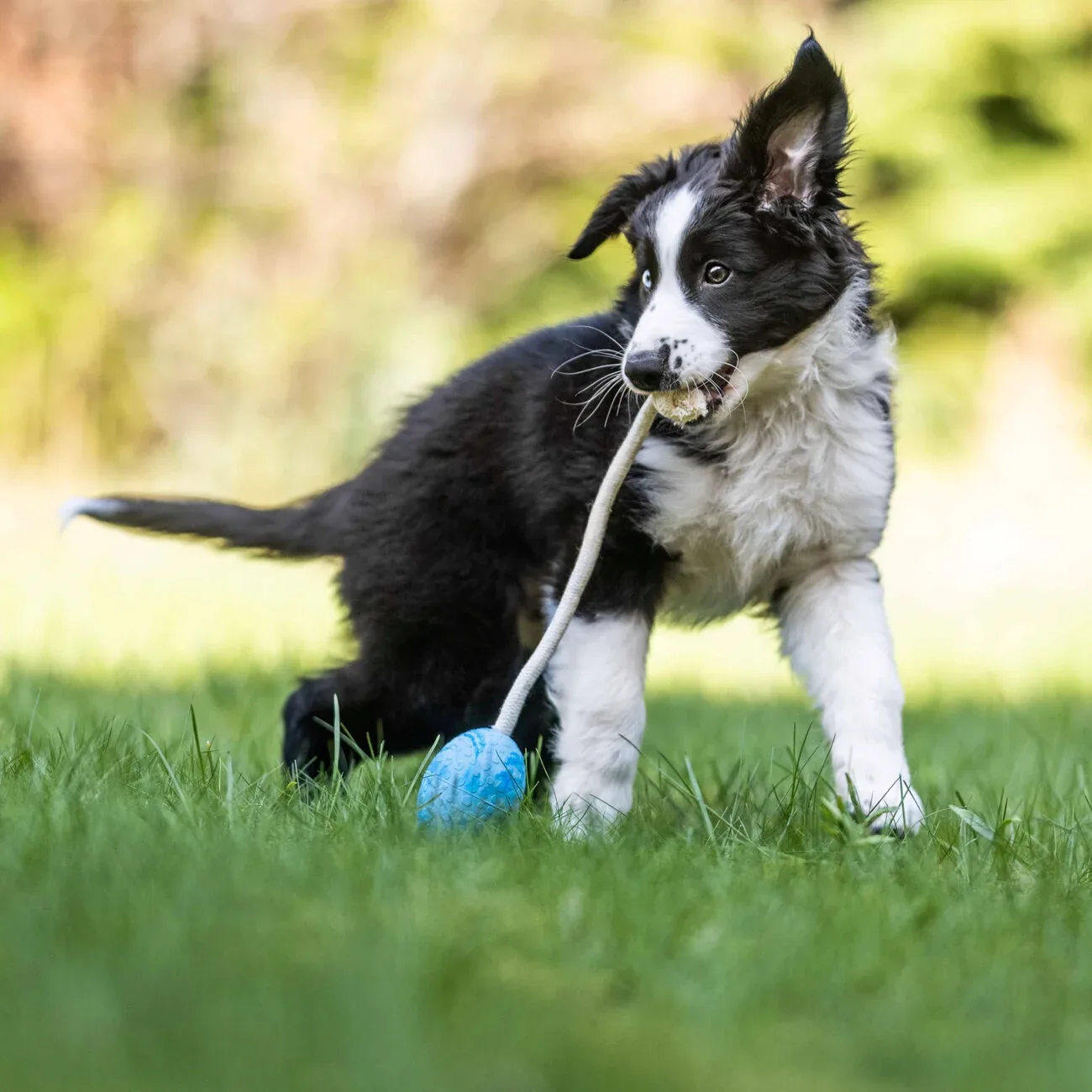 Wolters Straußen-Ei am Seil Hundespielzeug - Image 2