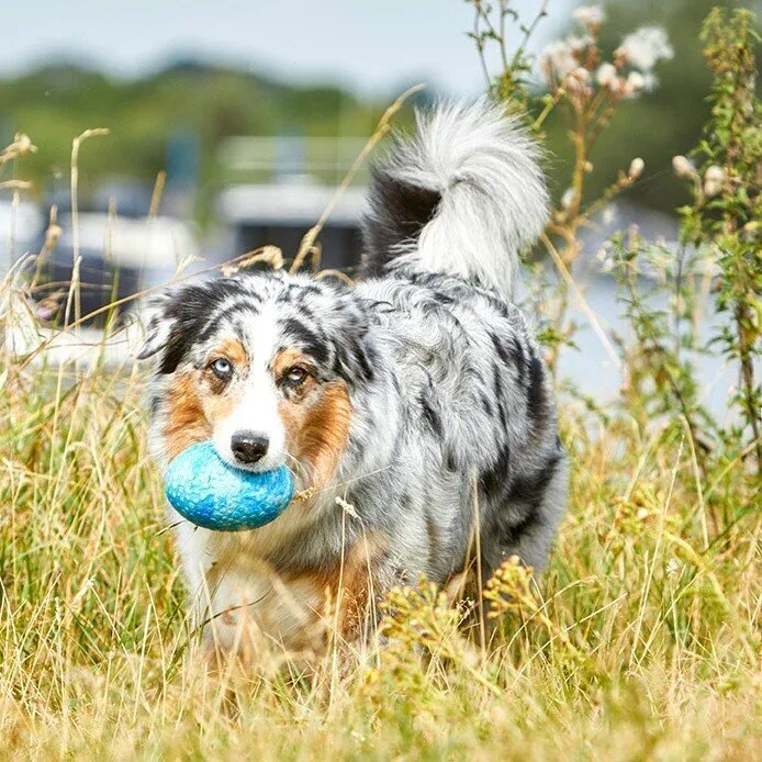 Wolters Straußenei Hundespielzeug - Image 2