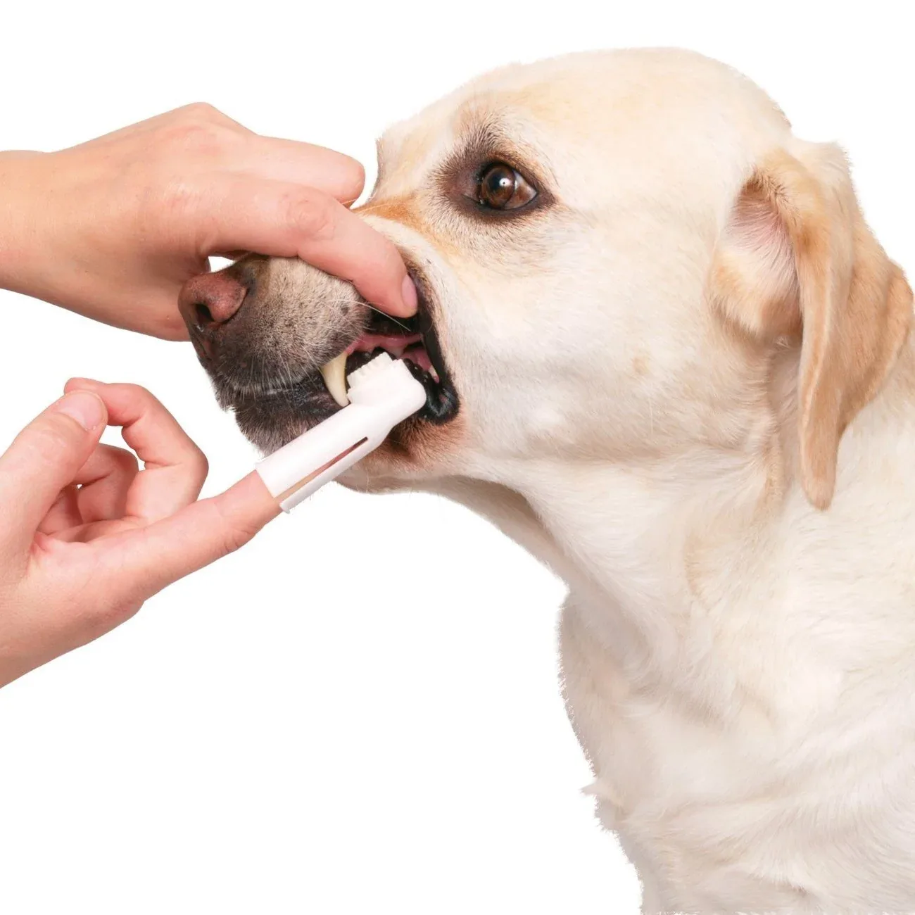 Zahnpflege-Set für Hunde - Image 2