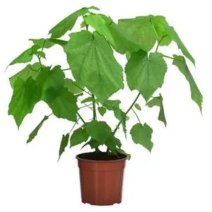 Zimmerlinde - Sparmannia africana | Dehner