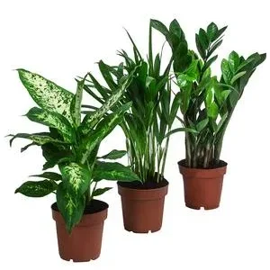 Zimmerpflanzen-Set Wellness, 3-teilig | Dehner
