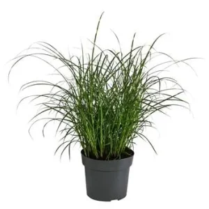 Zwerg-Chinaschilf 'Strictus Dwarf' | Dehner