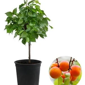 Zwergaprikose 'Orange Beauty' | Dehner