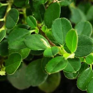 Zwergmispel 'Frieders Evergreen' | Dehner