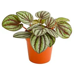 Zwergpfeffer - Pilea peperomiodides | Dehner